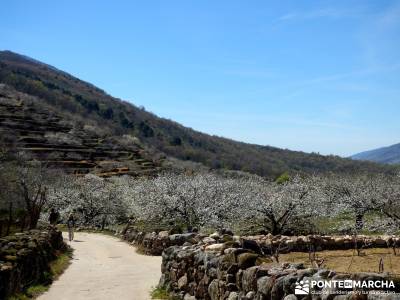 Cerezos en flor en el Valle del Jerte - caminando entre cerezos;grazalema camino buitrago de lozoya